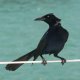 170- Un oiseau vient nous rendre visite 